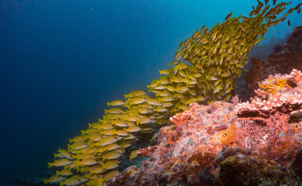 Shamar Guesthouse & Dive Maamigili Island Exterior photo