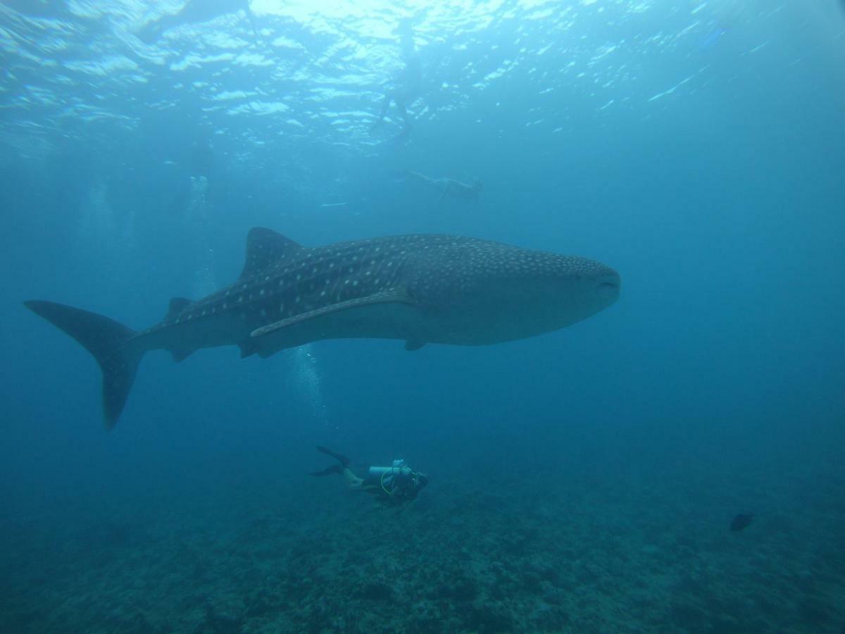 Shamar Guesthouse & Dive Maamigili Island Exterior photo